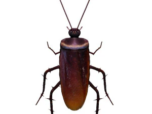 kecoa rumah Model 3D