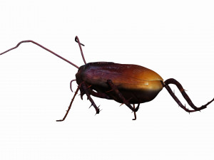 home cockroach Modello 3D
