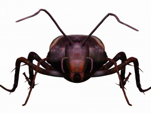 home cockroach Modello 3D