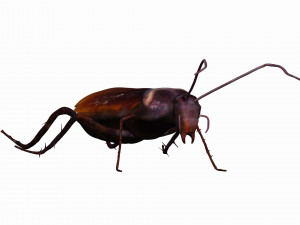 home cockroach Modello 3D