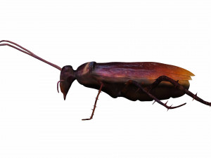 home cockroach Modello 3D