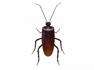 home cockroach Modello 3D