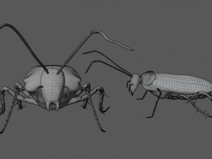 home cockroach Modello 3D
