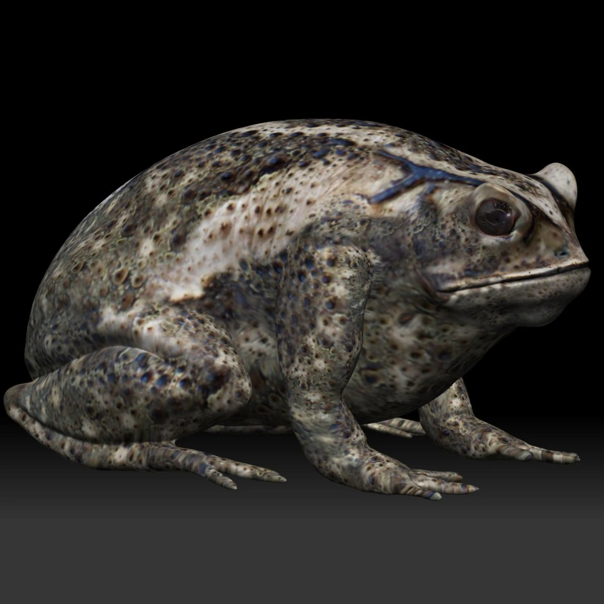 cane toad bullfrog fat frog 3D Model .c4d .max .obj .3ds .fbx .stl .blend 