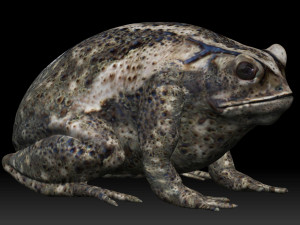 cane toad bullfrog fat frog 3D Model