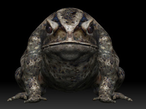 cane toad bullfrog fat frog Modelo 3D
