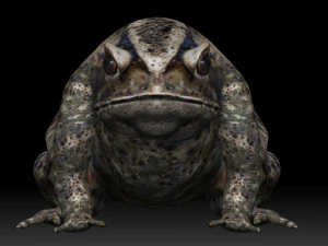 cane toad bullfrog fat frog 3D Model