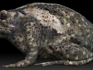 cane toad bullfrog fat frog Modelo 3D