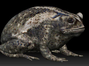 cane toad bullfrog fat frog 3D Model