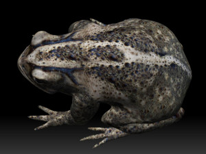 cane toad bullfrog fat frog Modelo 3D
