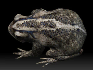 cane toad bullfrog fat frog 3D Model