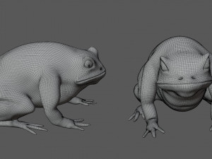 cane toad bullfrog fat frog Modelo 3D