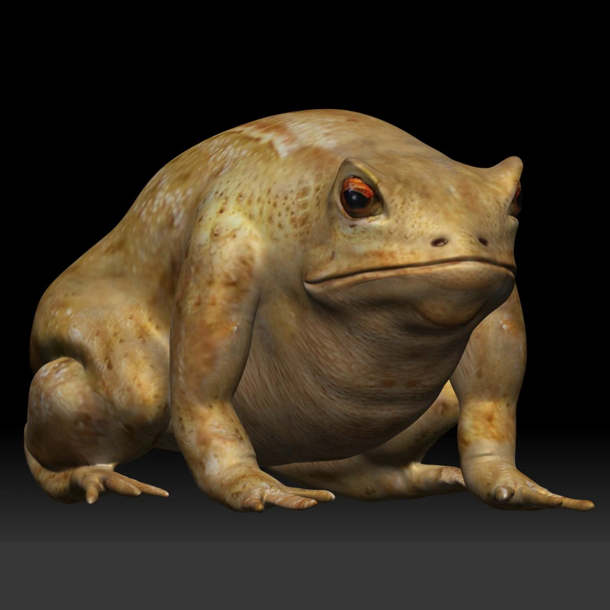 cane toad bullfrog fat frog 3D Model .c4d .max .obj .3ds .fbx .stl .blend 