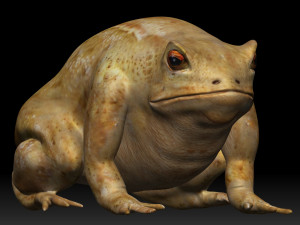 cane toad bullfrog fat frog 3D Model