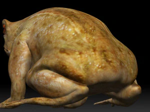 cane toad bullfrog fat frog 3D Model