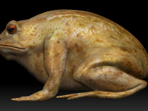 cane toad bullfrog fat frog Modelo 3D