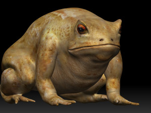 cane toad bullfrog fat frog Modelo 3D