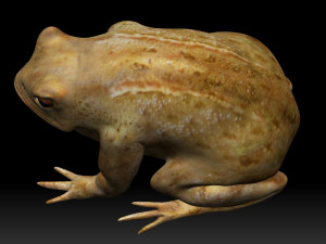 cane toad bullfrog fat frog Modelo 3D