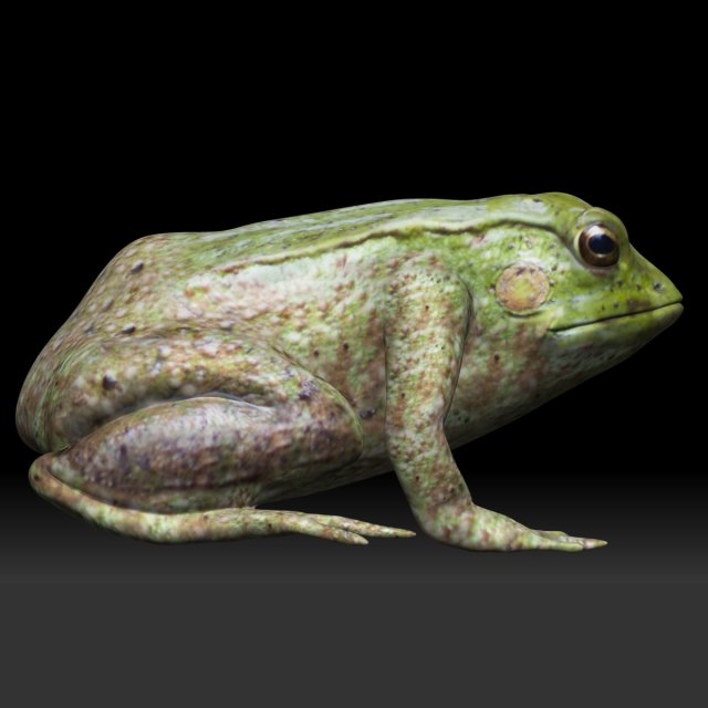 tree frog 3D-Modell .c4d .max .obj .3ds .fbx .stl .blend 
