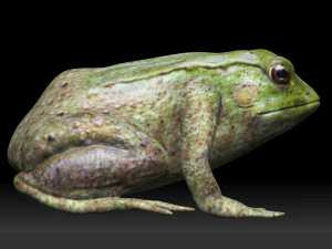 żaba drzewna Model 3D
