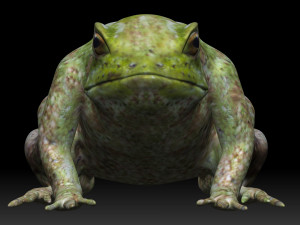 tree frog 3D-Modell