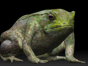 tree frog 3D-Modell