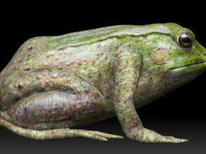 raganella Modello 3D