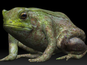 tree frog 3D-Modell
