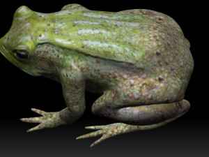 tree frog 3D-Modell