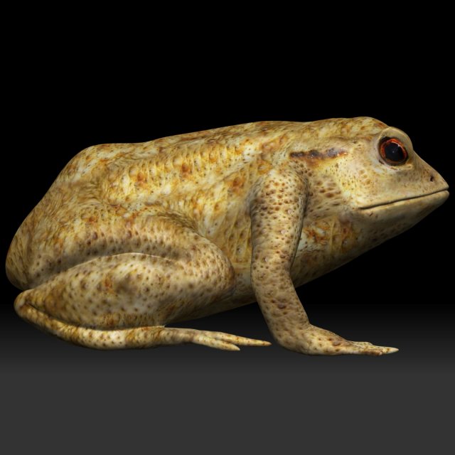 poison dart frog Model 3D .c4d .max .obj .3ds .fbx .stl .blend 