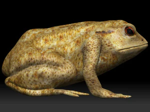 żaba z zatrutą strzałką Model 3D