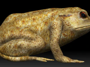 żaba z zatrutą strzałką Model 3D