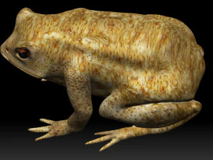 żaba z zatrutą strzałką Model 3D