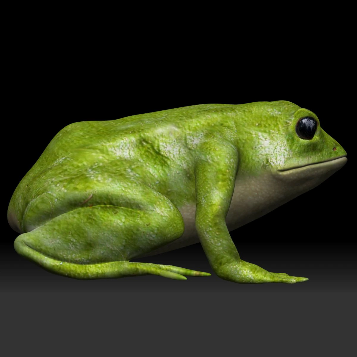 green frog 3D Model .c4d .max .obj .3ds .fbx .stl .blend 