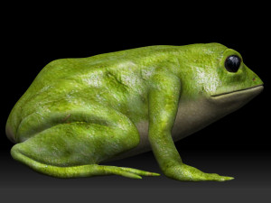 green frog 3D-Modell