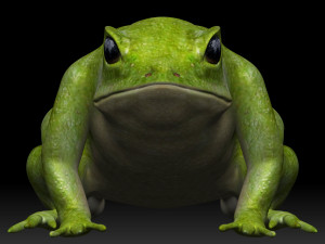 green frog 3Dモデル