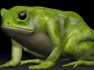 green frog 3D Model
