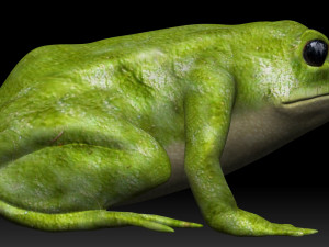 green frog 3Dモデル