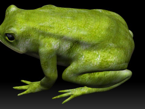 green frog 3Dモデル