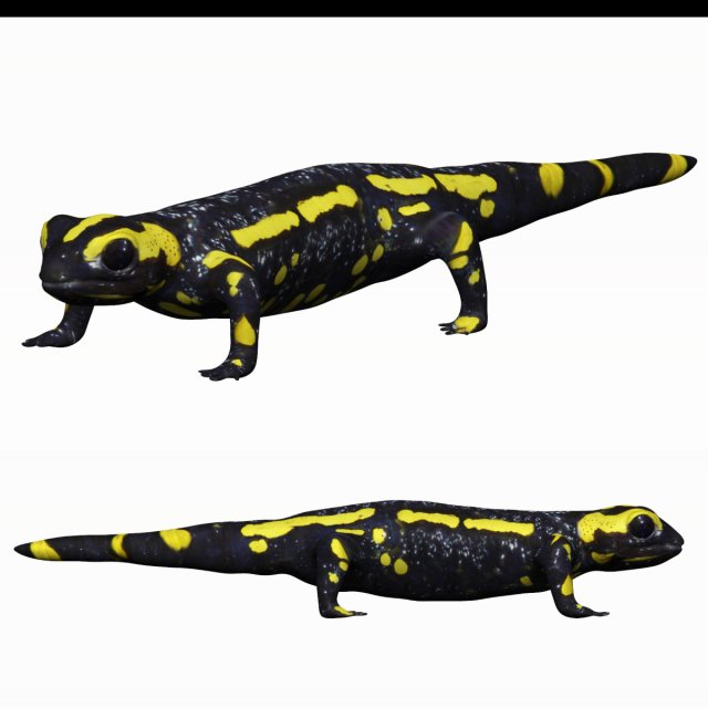 fire salamander 3D Model .c4d .max .obj .3ds .fbx .stl .blend 