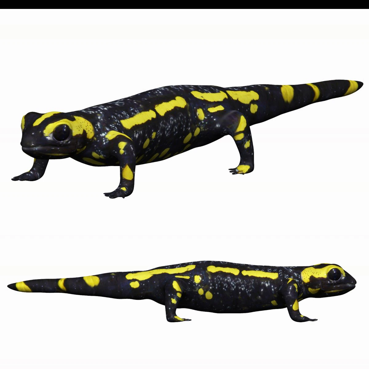 fire salamander 3D Model .c4d .max .obj .3ds .fbx .stl .blend