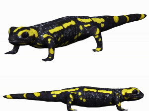fire salamander 3D-Modell