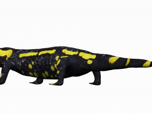 fire salamander 3D Model