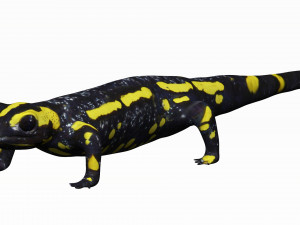 fire salamander 3D Model