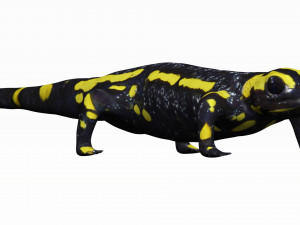 fire salamander 3D Model