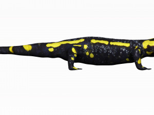 fire salamander 3D Model