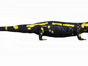 fire salamander 3D Model