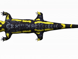 fire salamander 3D Model