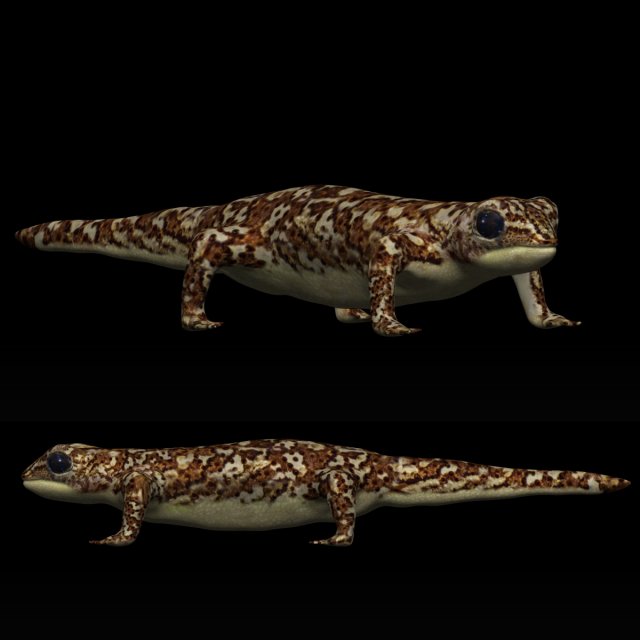 gecko lizard Modello 3D .c4d .max .obj .3ds .fbx .stl .blend 