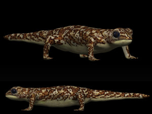 gecko lizard 3D-Modell